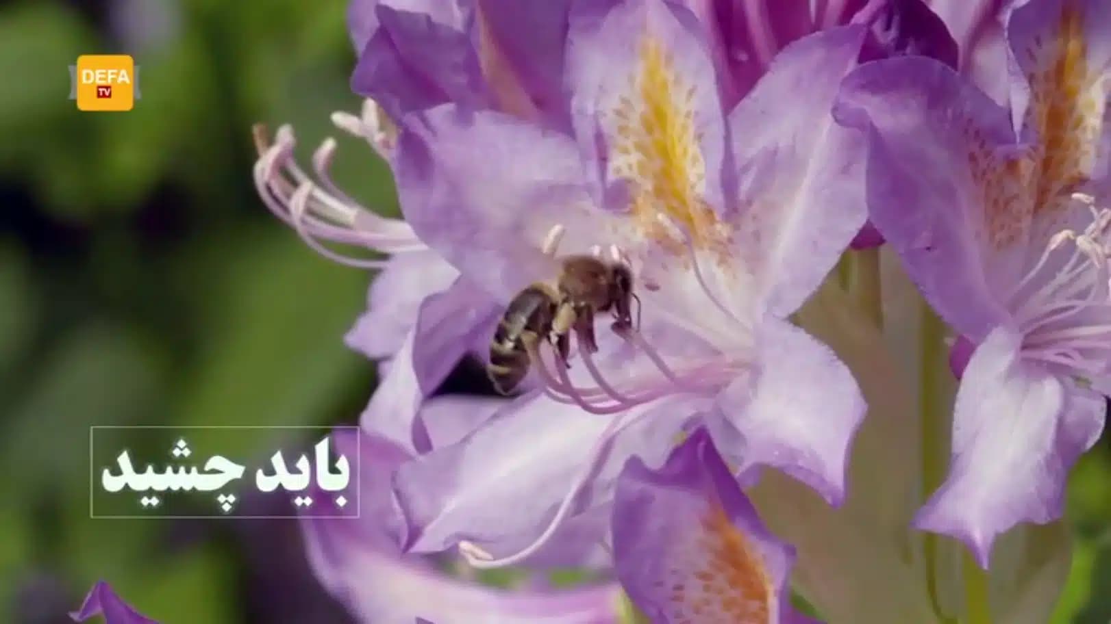 باید چشید